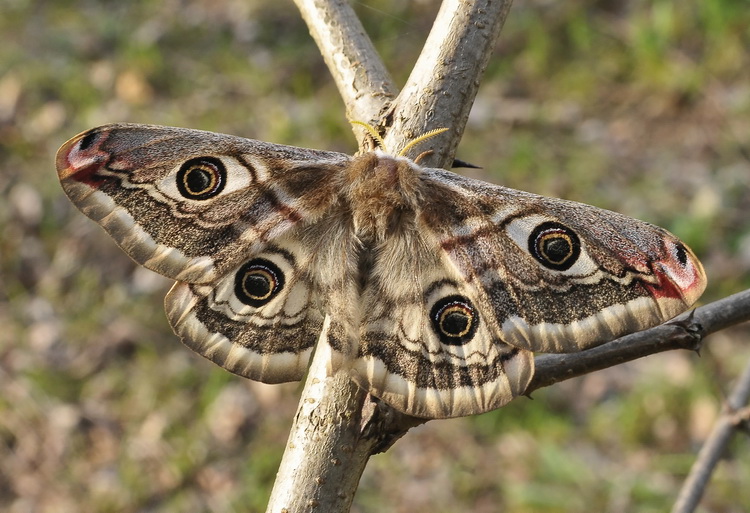 Saturnia  pavonia - femmina